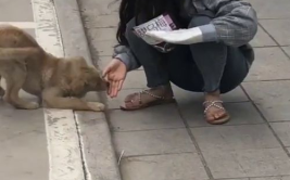 小姐姐经常喂流浪狗吗,小姐姐的流浪狗喂食日常