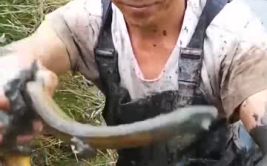 黄鳝小姐姐,揭秘网络红人的魅力与影响力